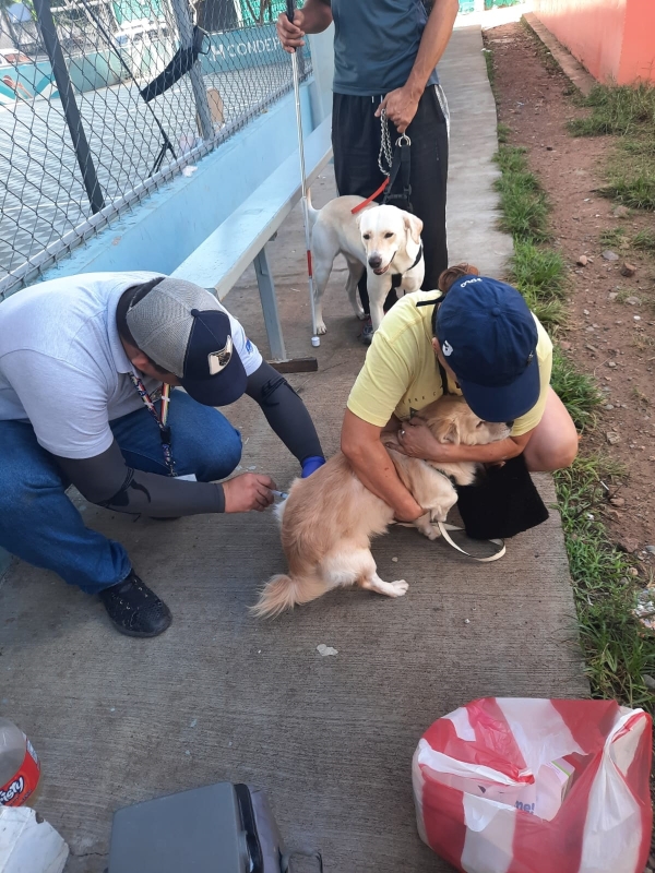 Las vacunas son seguras y eficaces para los animales y las personas.