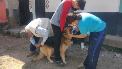 Arranca vacunación canina y felina en el municipio de Comayagua con nueva vacuna antirrábica